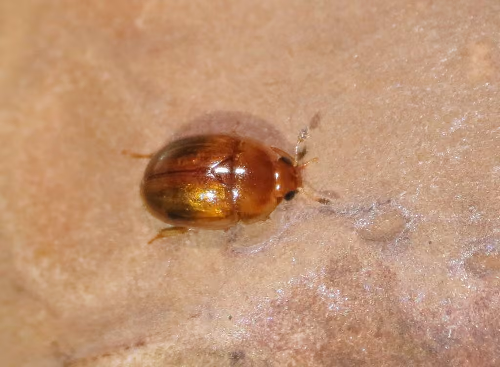 Nitidule pâle, photo 2 sur 5