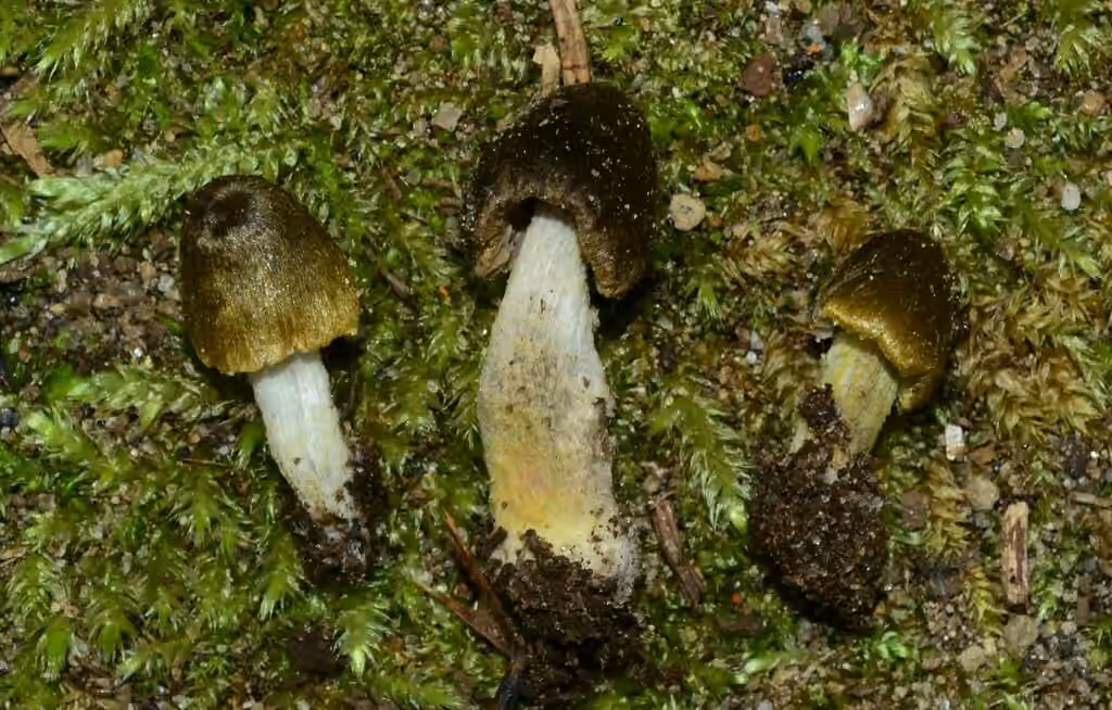 Entoloma flavoviride, photo 3 sur 5