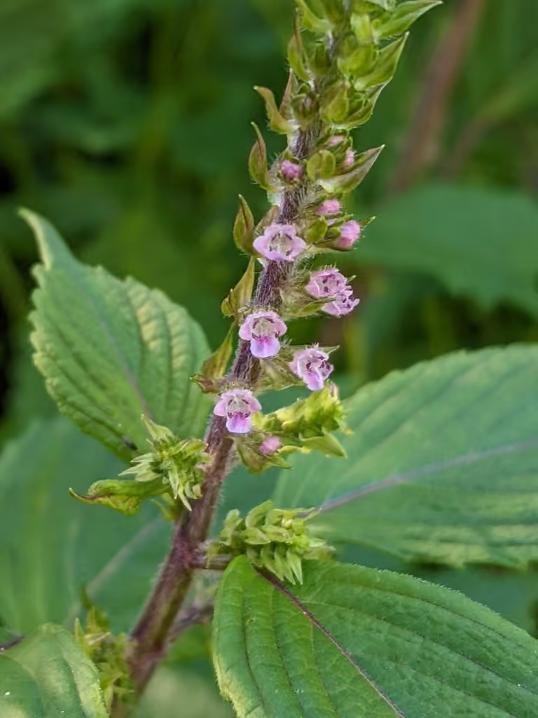 Pérille faux-basilic, photo 3 sur 5