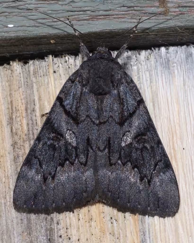 Sweetfern Underwing Moth, photo 3 sur 5