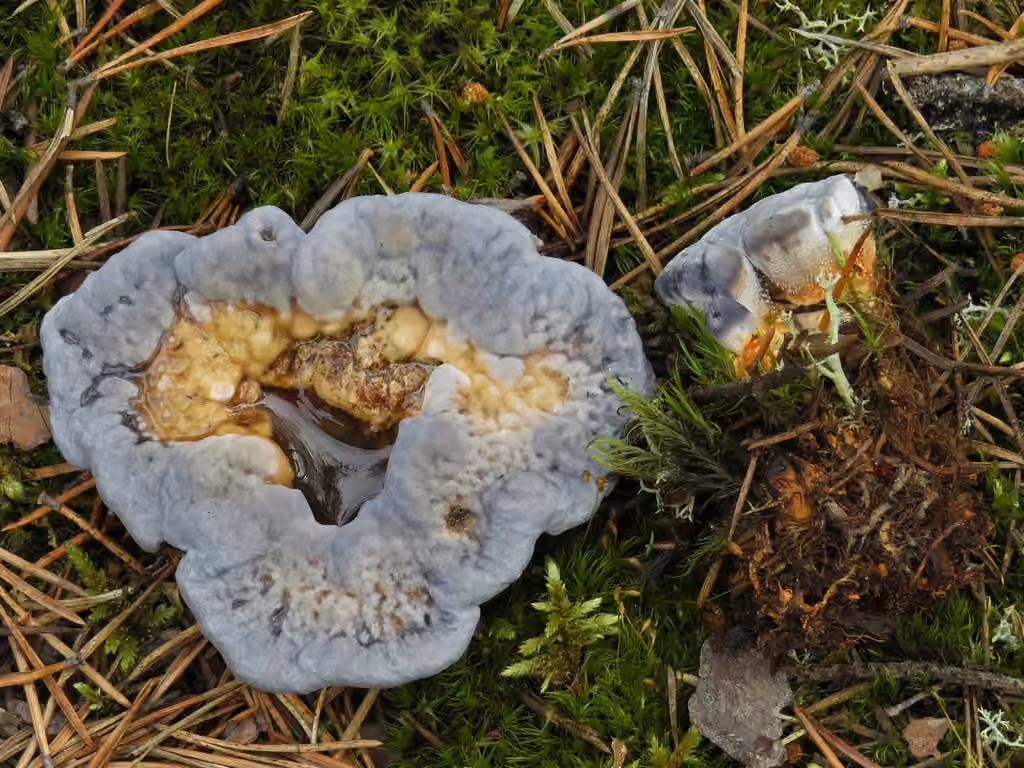 Hydnelle bleu