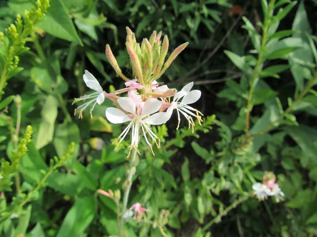 Gaura bisannuel, photo 1 sur 5