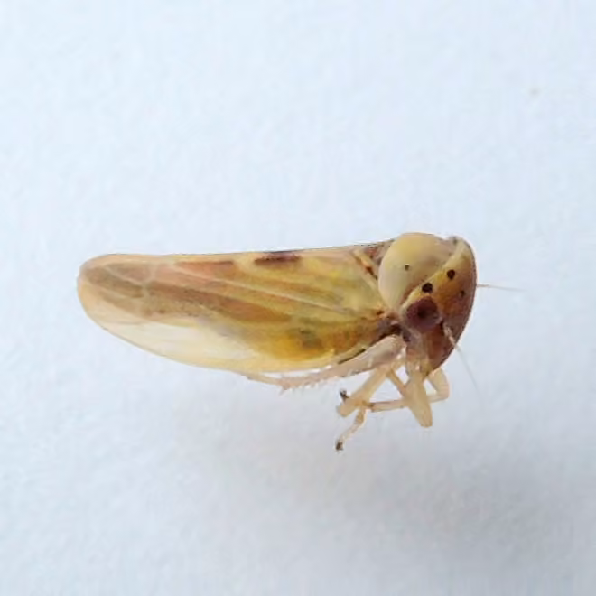 Agalliopsis ancistra, Adulte