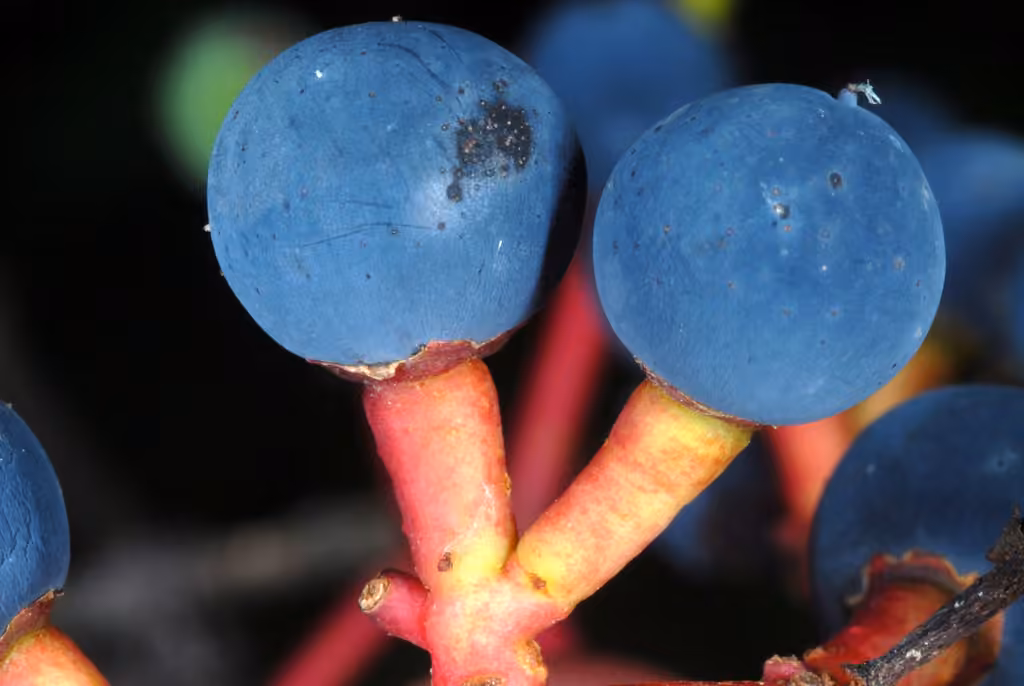 Thicket-creeper, In fruit
