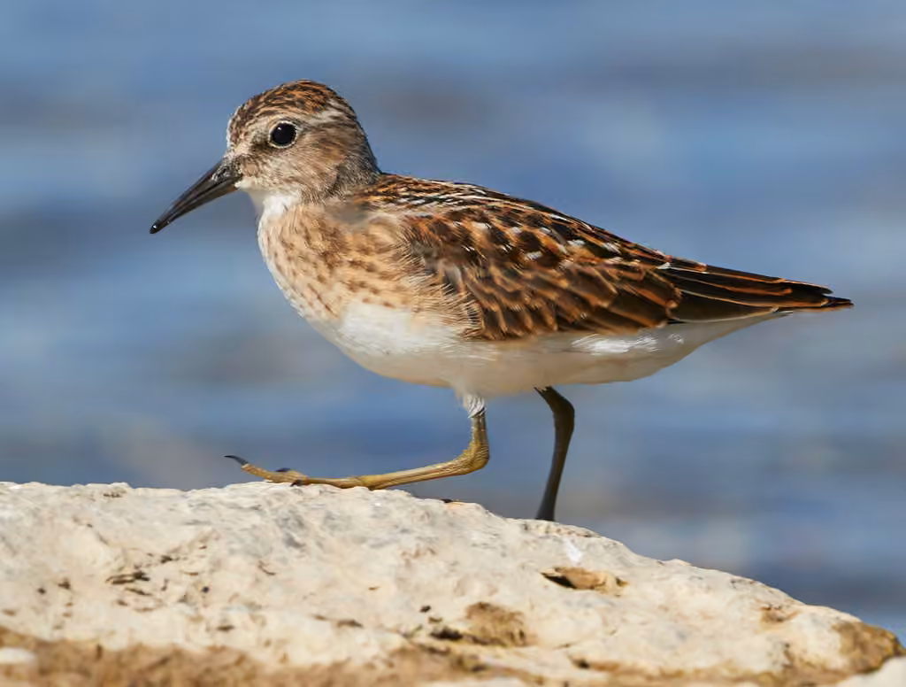 Least Sandpiper, Juvenile