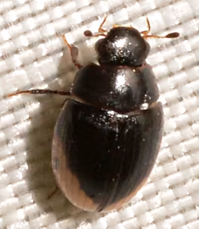 Spot-headed Water Scavenger Beetle, Adult