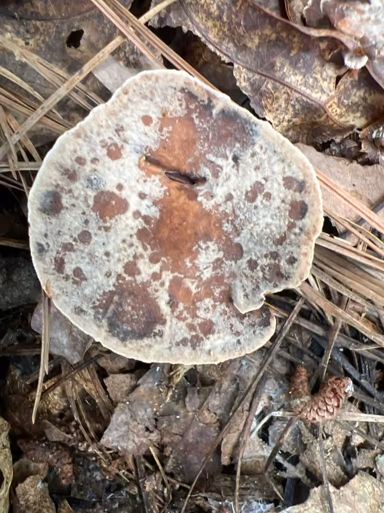 Velvet Tooth, photo 2 of 5