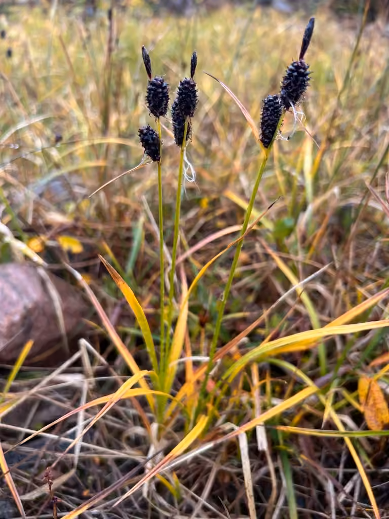 Carex membraneux, photo 1 sur 5