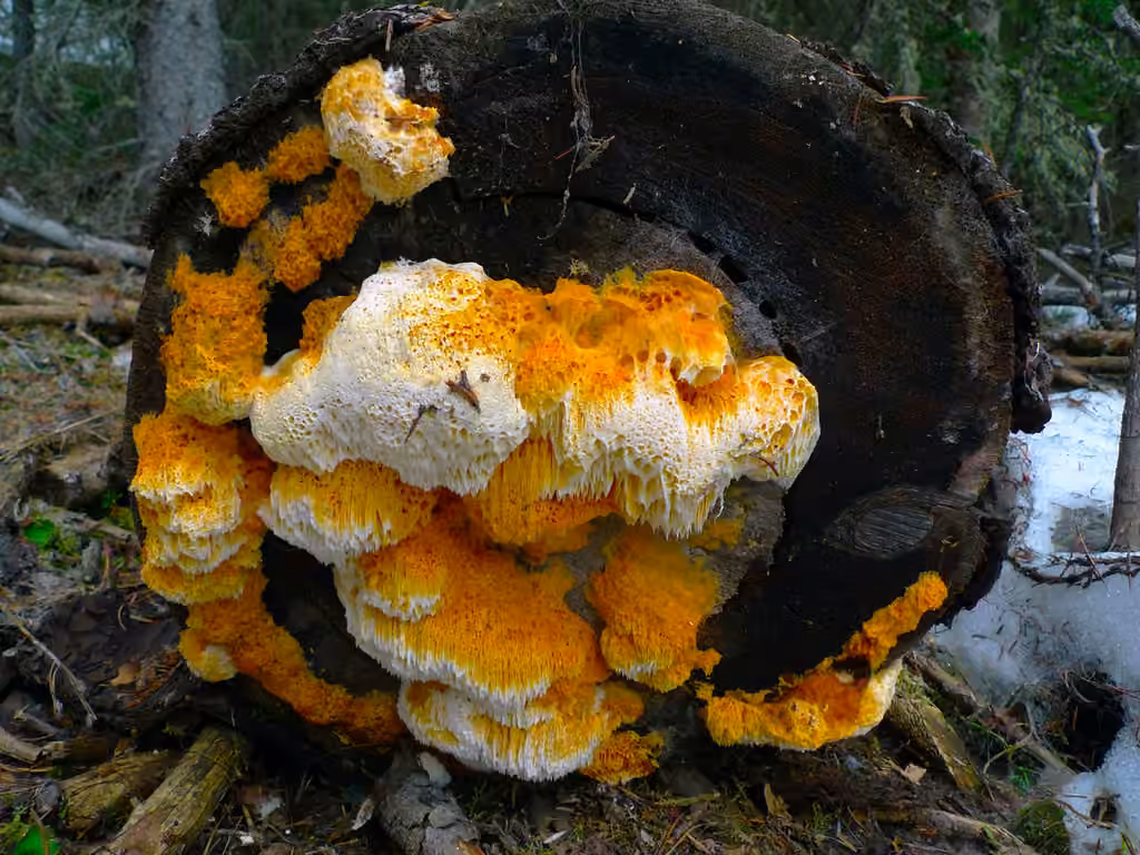 Pycnoporellus spp., photo 1 sur 5