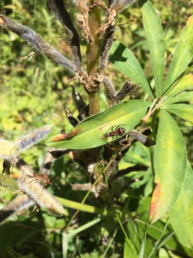 Punaise à tête large des légumineuses, Nymphe