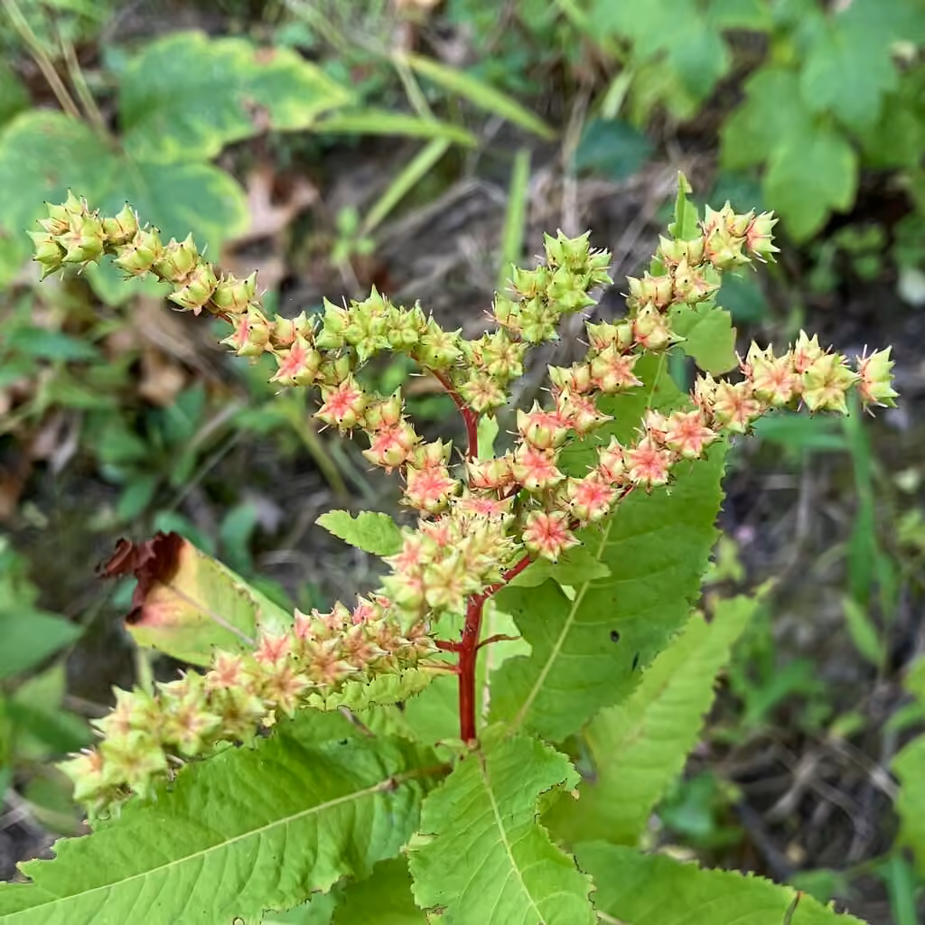 Penthorum faux-orpin