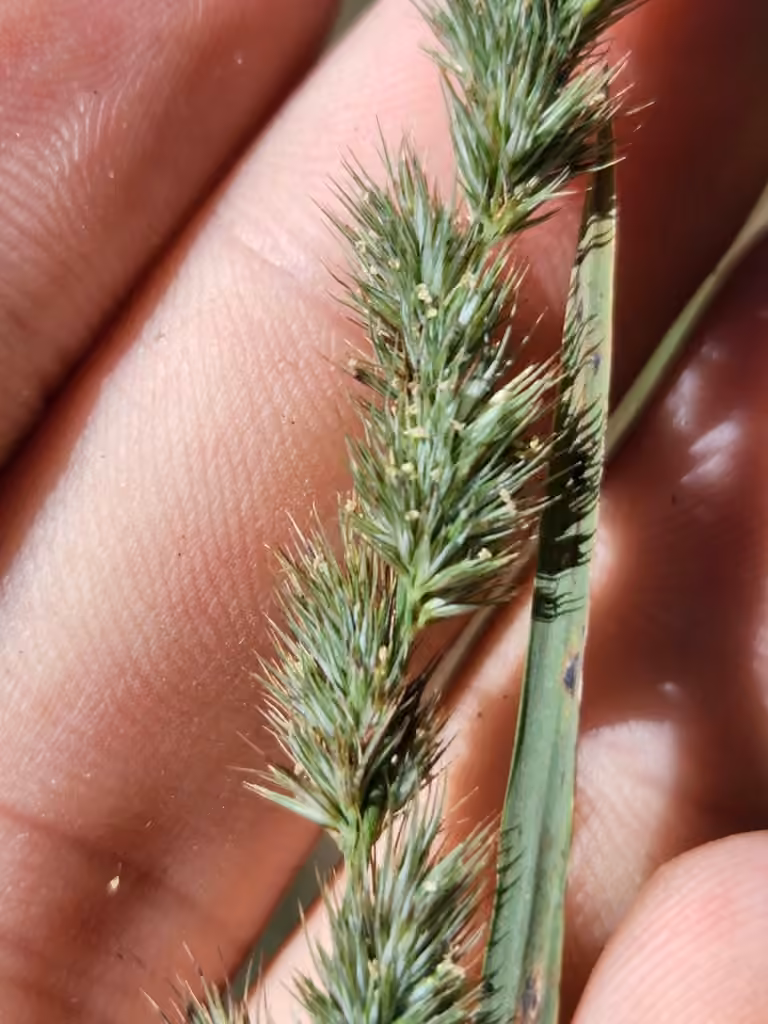 Green muhly, photo 3 of 5