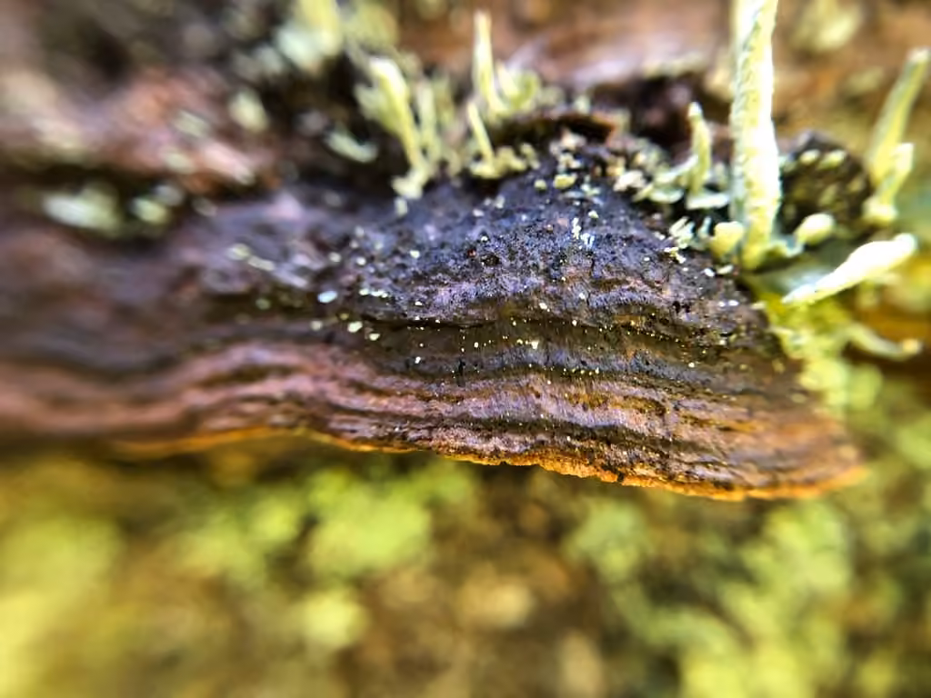 Polypore viticole, photo 2 sur 5