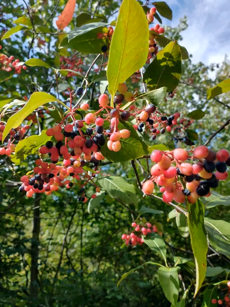 Viorne cassinoïde, En fruits