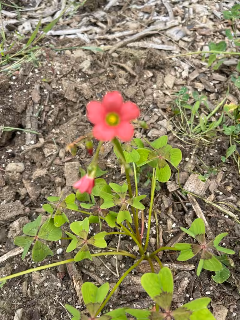 Oxalis à quatre folioles, En fleurs