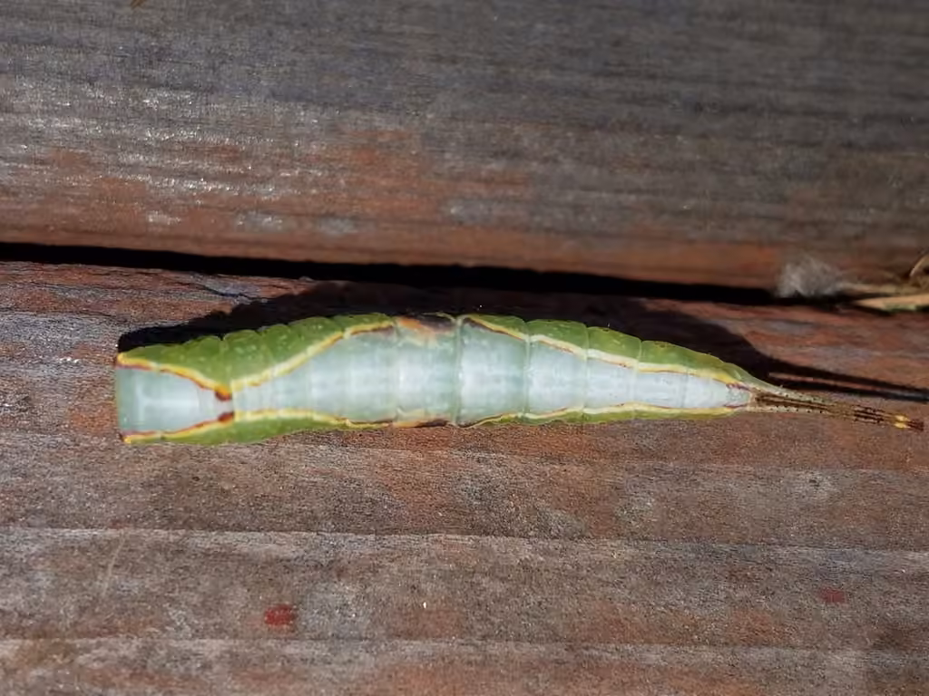 Western Furcula Moth, Chenille