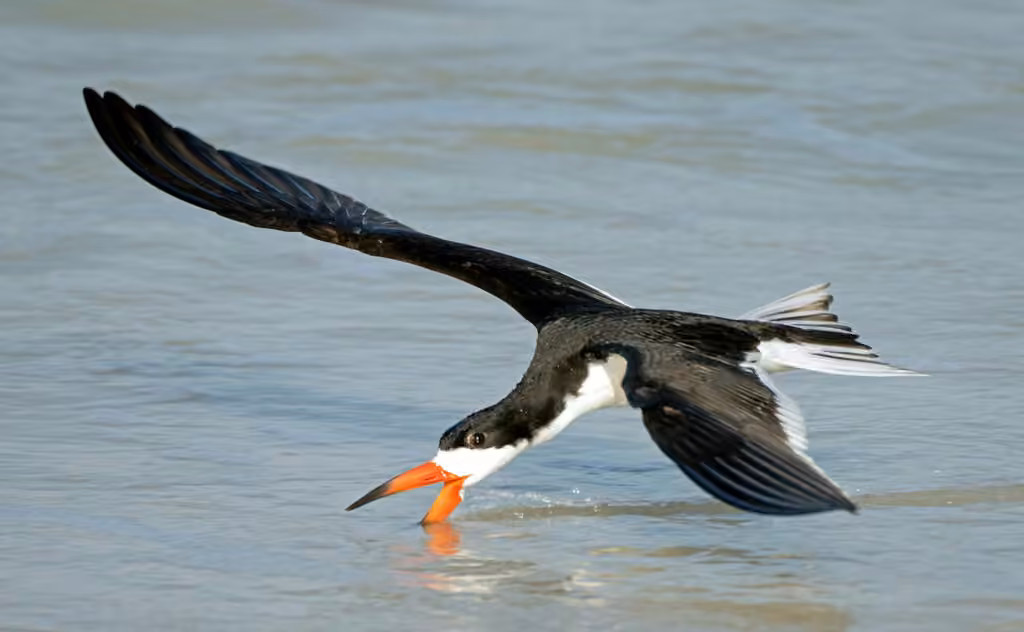 Black Skimmer, photo 1 of 5