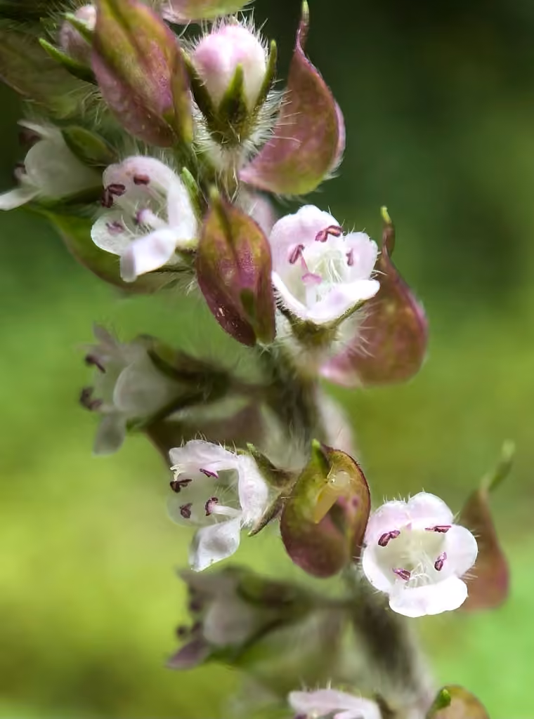 Pérille faux-basilic, En fleurs