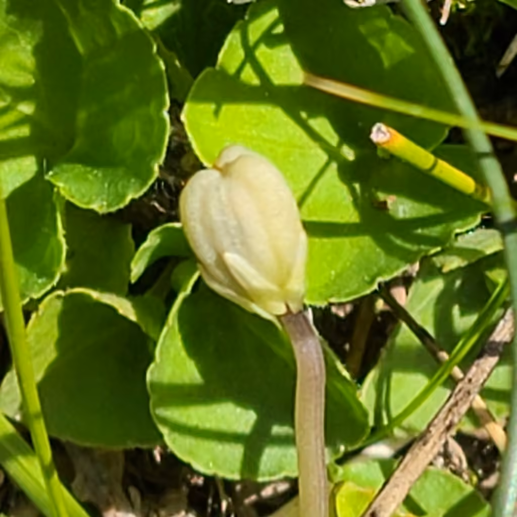 Northern bog violet, In fruit