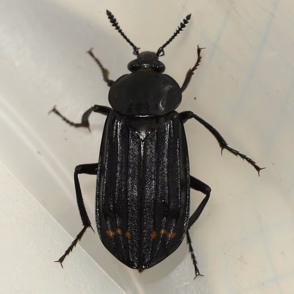 Red-lined Carrion Beetle, Adult
