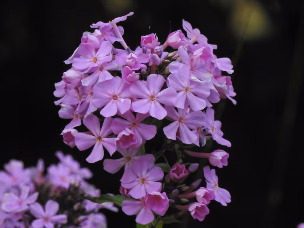 Phlox paniculé
