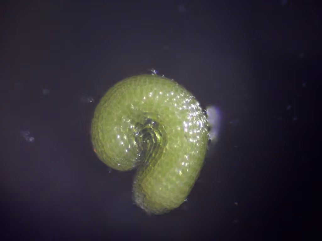 Eight-stamened Waterwort, photo 2 of 5