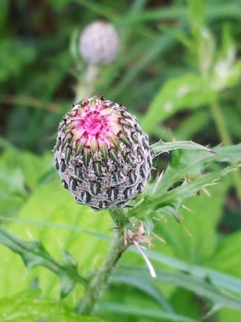 Swamp thistle, In fruit