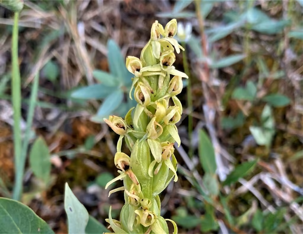 Huron green orchid, In fruit