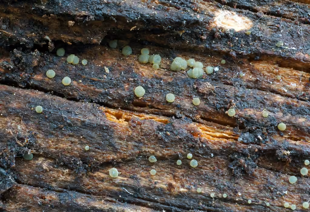 Dendrostilbella prasinula, photo 1 sur 5