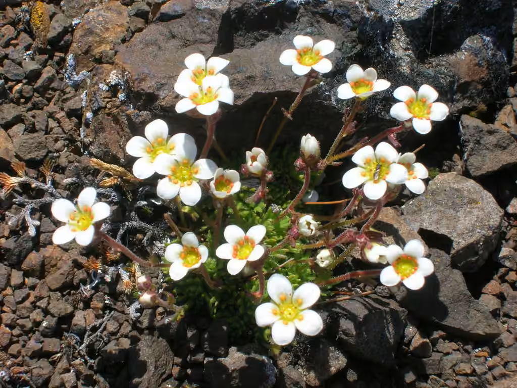 Tufted alpine saxifrage, photo 1 of 5
