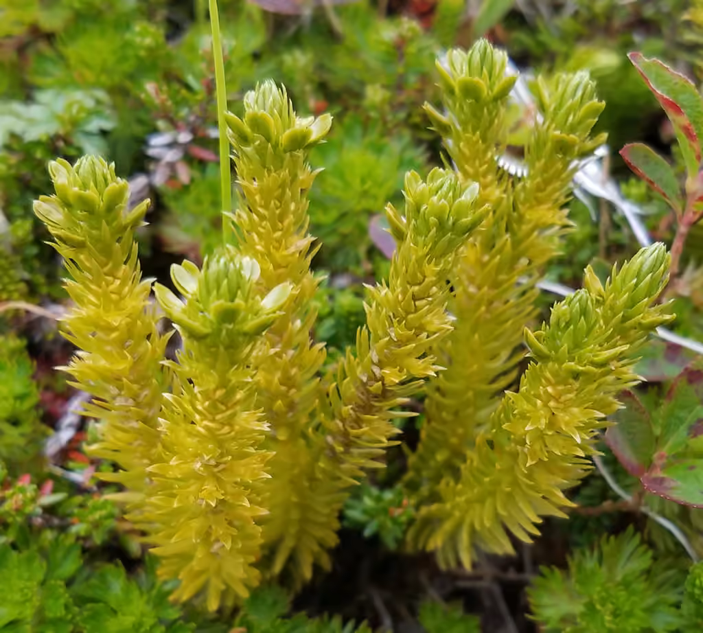 Continental firmoss, photo 3 of 5