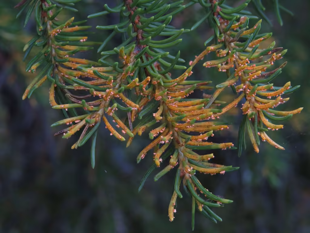 Needle Rust, photo 1 sur 5