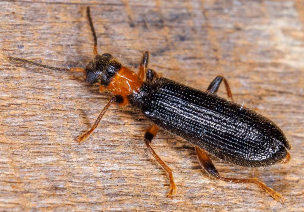 Bicolored Checkered Beetle, Adult