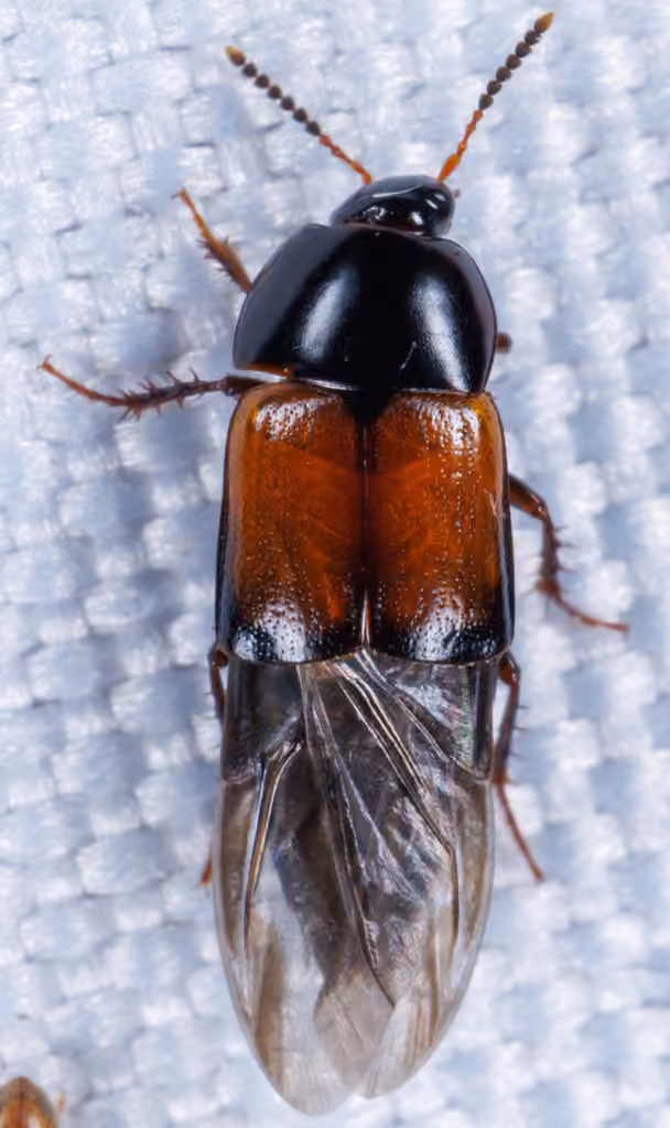 Fimbriated Crab-like Rove Beetle, photo 3 of 5