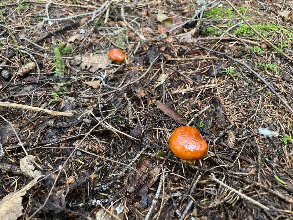 Bolet glanduleux, photo 2 sur 5