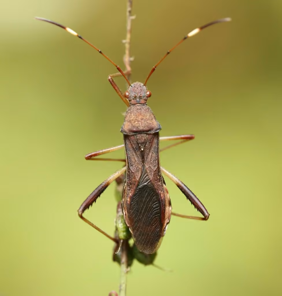 Punaise à tête large des légumineuses