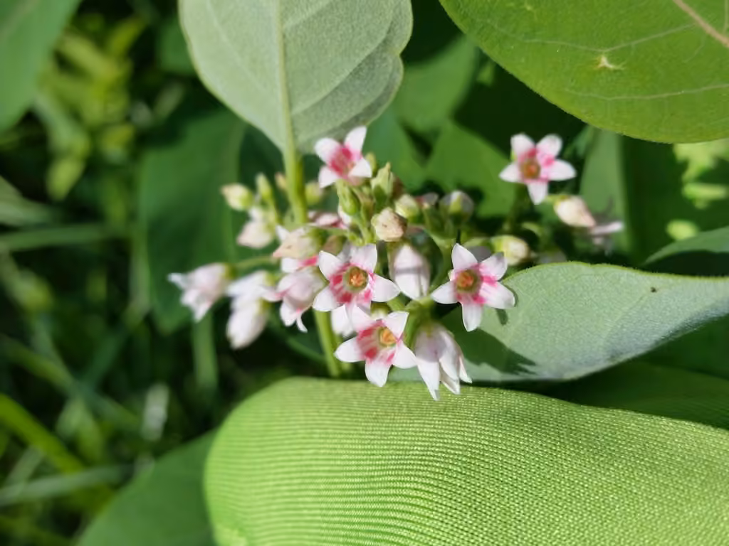 Spreading dogbane, In flower