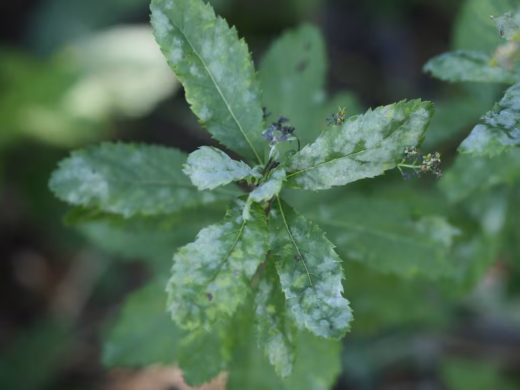 Podosphaera minor, photo 1 sur 5