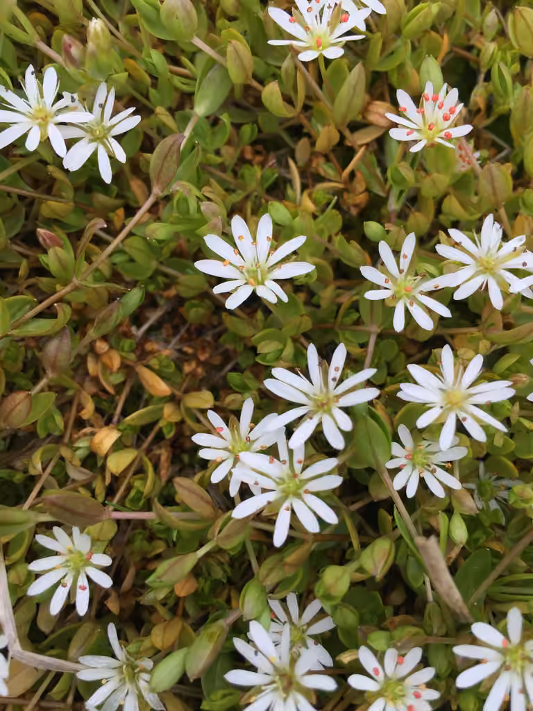 Stellaire déprimée, photo 1 sur 5