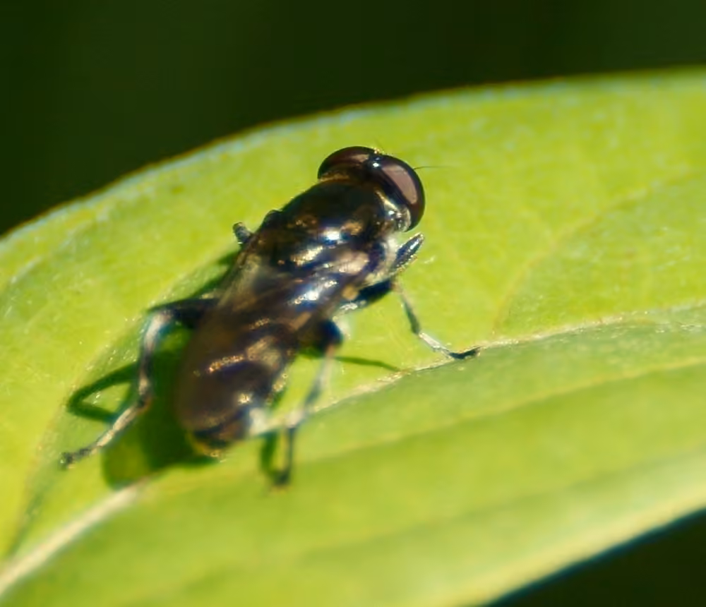 Four-spotted Leafwalker, photo 2 of 5