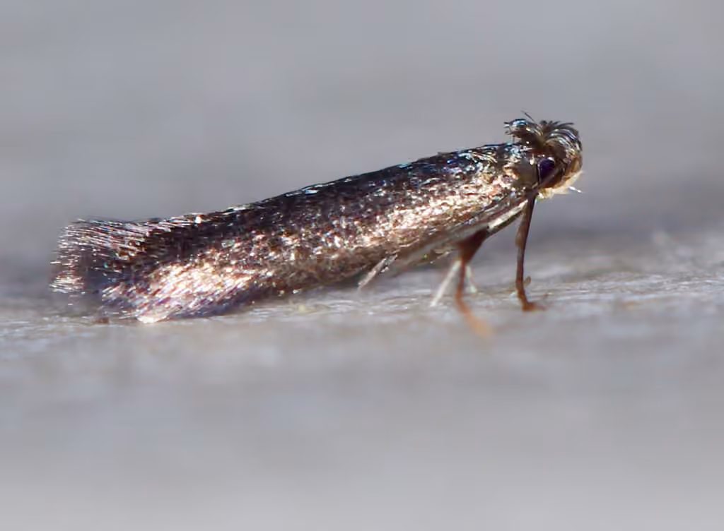 Blackberry Leafminer Moth