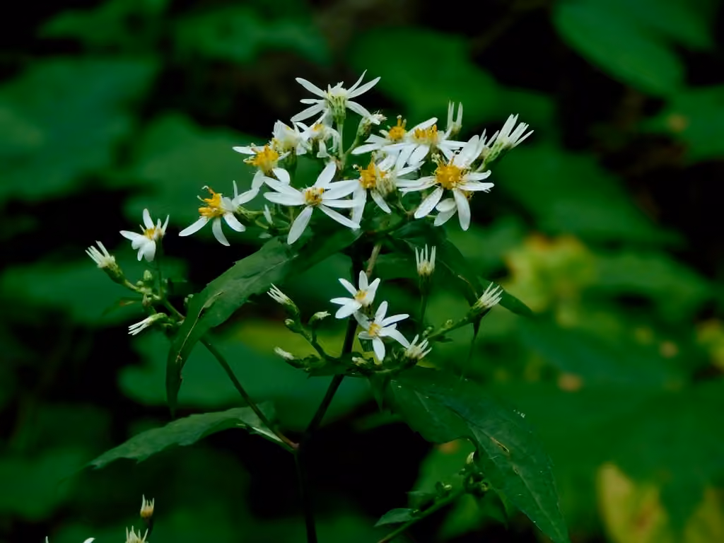 Aster à rameaux étalés