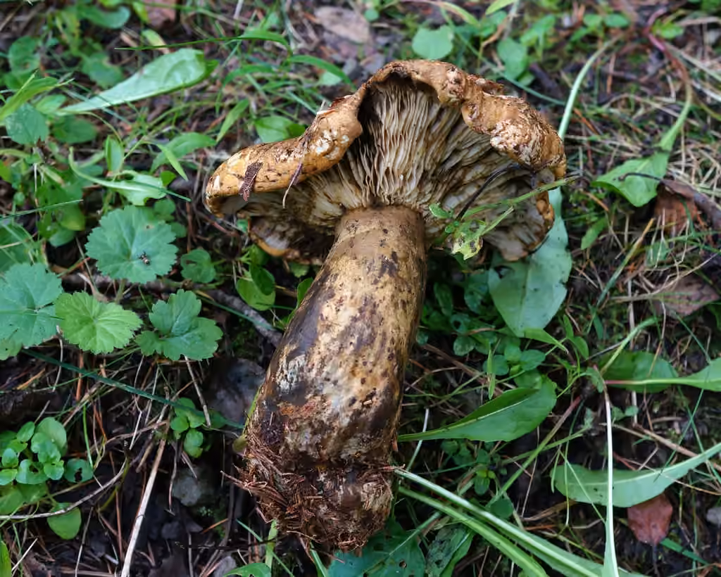 Ugly Milkcap, photo 3 of 5