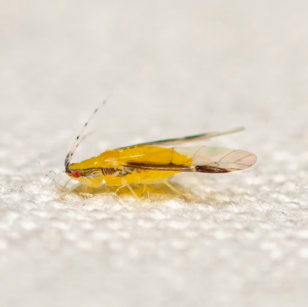 Blackmargined aphid, photo 2 sur 5
