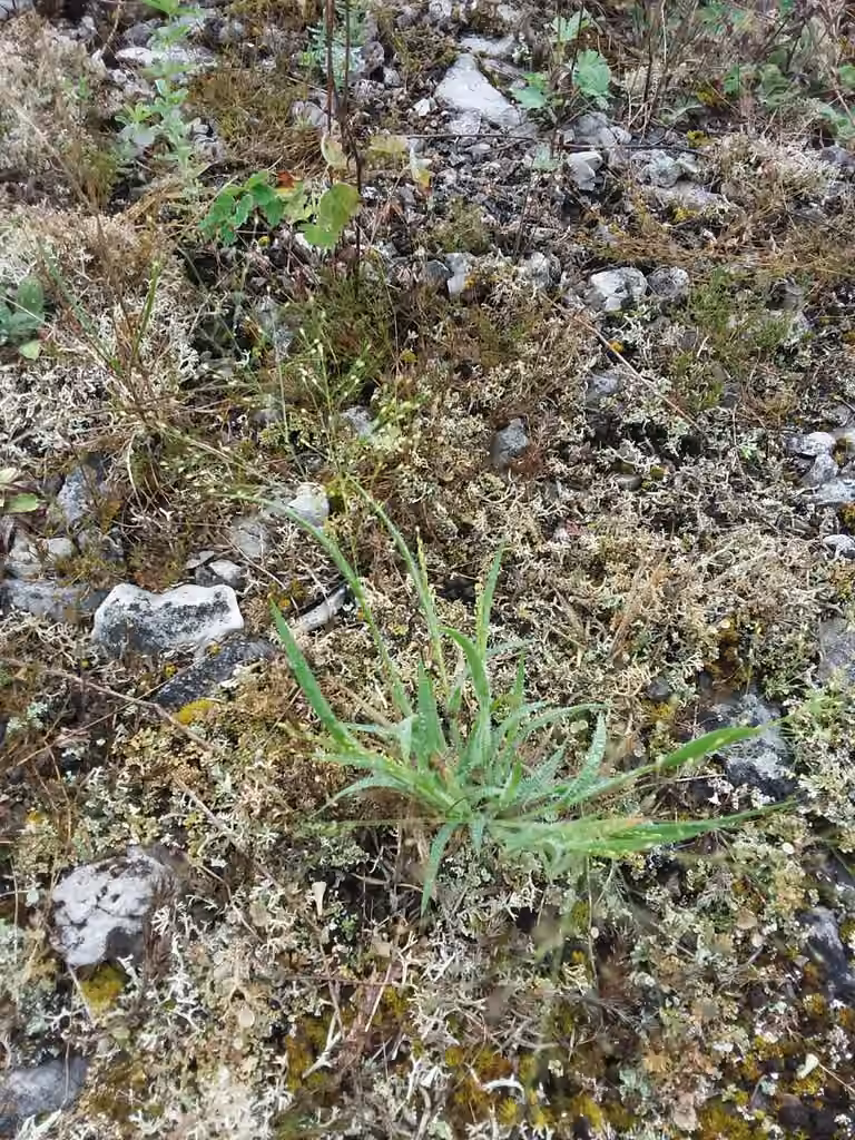 Philadelphia witchgrass