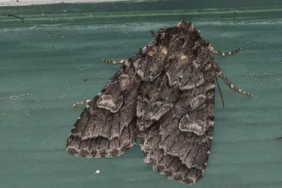 Acadian Sallow, Adult