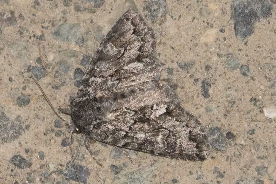 Acadian Sallow, Adult