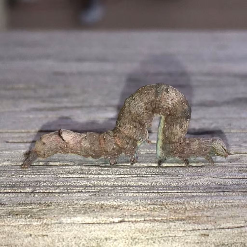 Maple Looper Moth, photo 3 sur 5