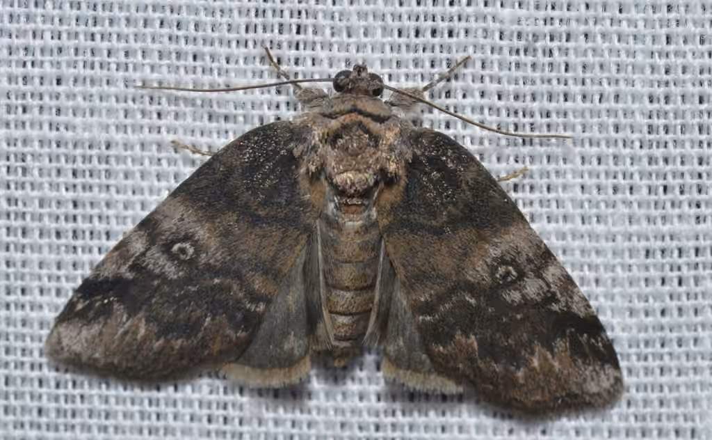 Pale Baileya Moth, photo 1 sur 5
