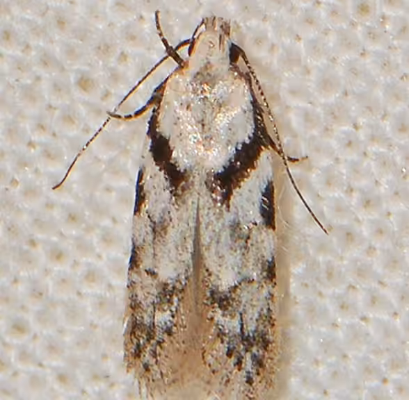 Pseudotelphusa quercinigracella, photo 3 of 5